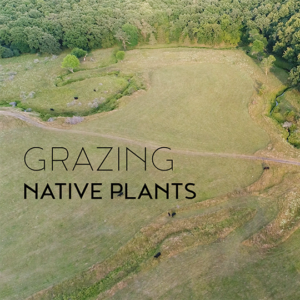 Grazing Native Plants Bringing Back The Edges Kindharvest Ag Grazing Native Plants Bringing Back The Edges Kindharvest Ag